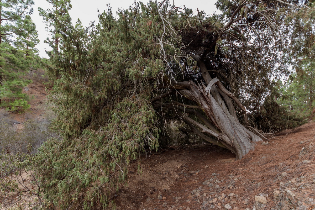  MG 9034 Cedro de Arico Juniperus cedrus