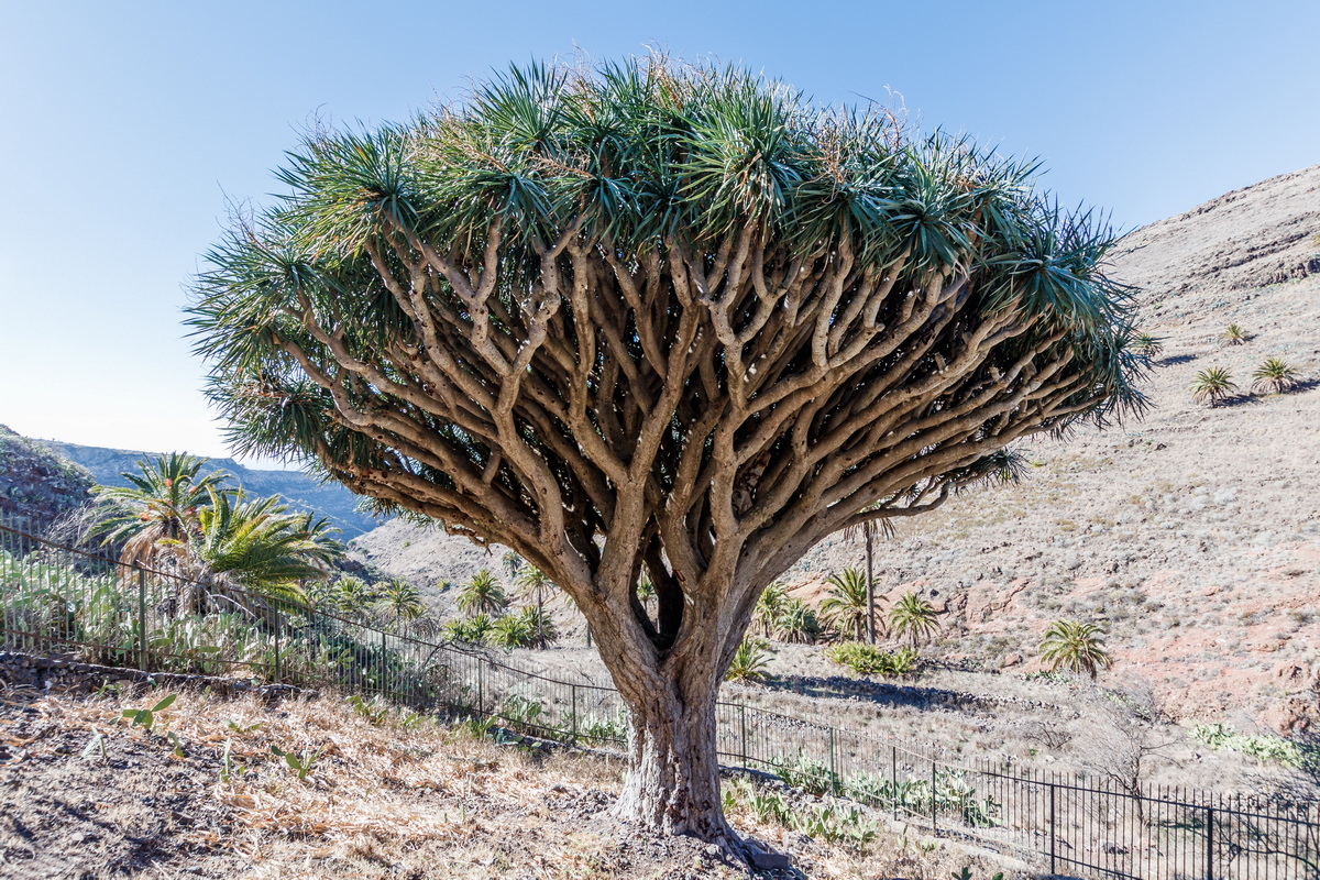  MG 1177 Drago Alajero Dracaena draco