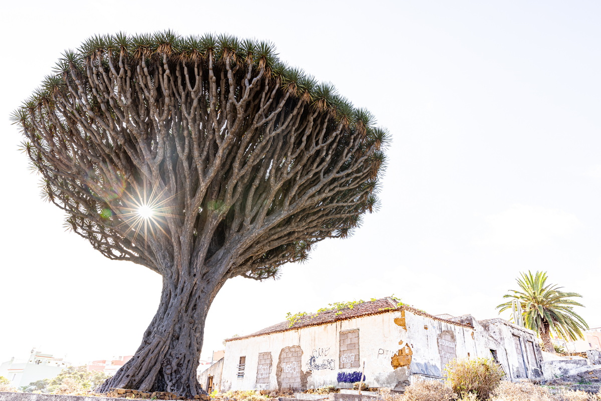 IMG 2107 2 Drago Siete Fuentes Los Realejos Dracaena draco subsp. draco