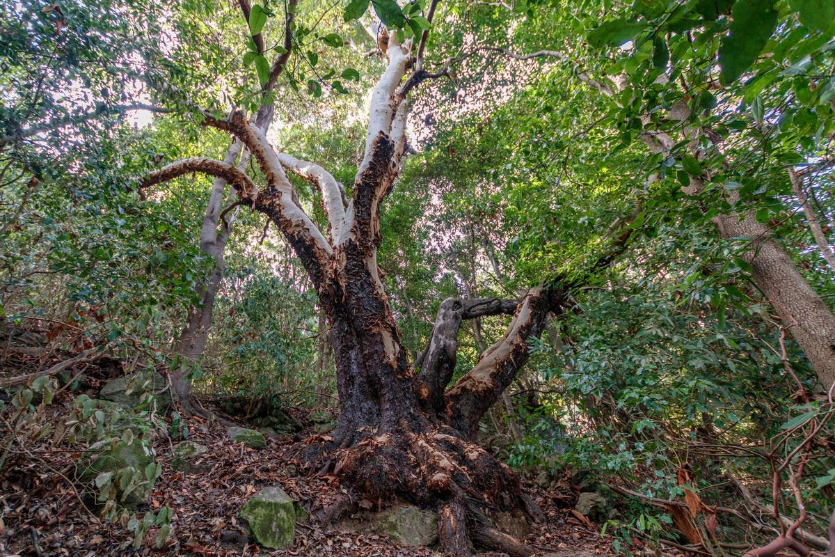  MG 0215 HDR Madroño del Barranco de Ruiz