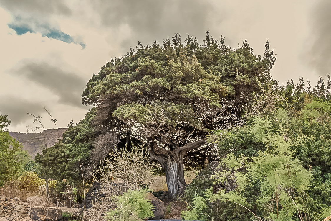  MG 9555 Sabina de la Maleza Buenavista Juniperus turbinata2