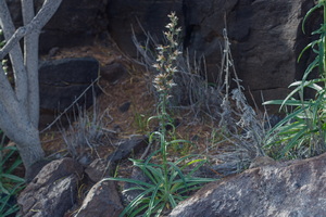  MG 1459  Echium triste subsp.nivariense viborina triste