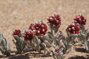IMG 5264  Helichrysum monogynum Yesquera Roja