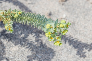  MG 2381 Euphorbia paralias Lechetrezna de playa
