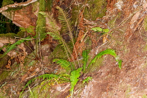  MG 9695 Blechnum spicant doradilla de bosque, helecho peine 2