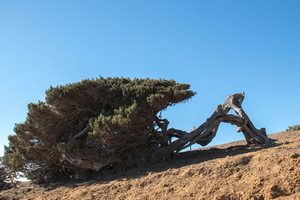 IMG 1893 Juniperus turbinata Sabina