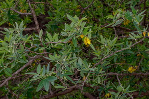  MG 0523  Anagyris latifolia
