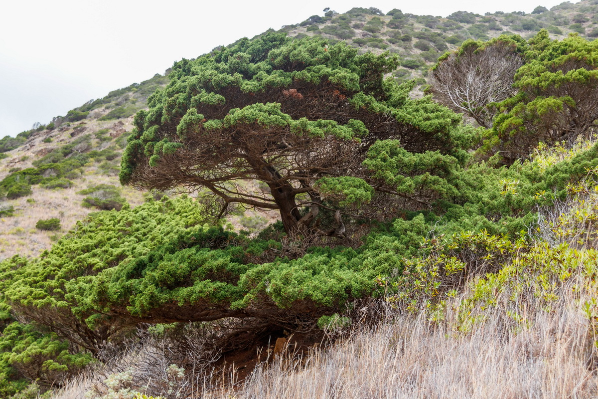  MG 3462 Juniperus canariensis Sabina canaria