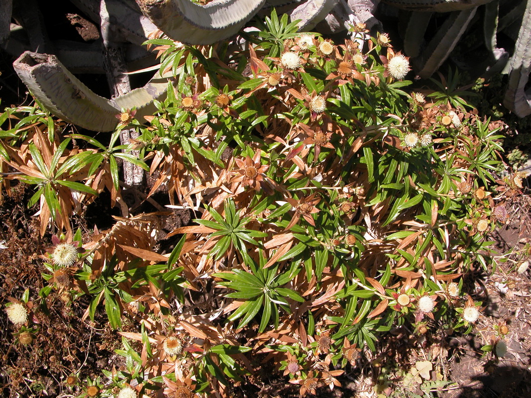 Carlina salicifolia00