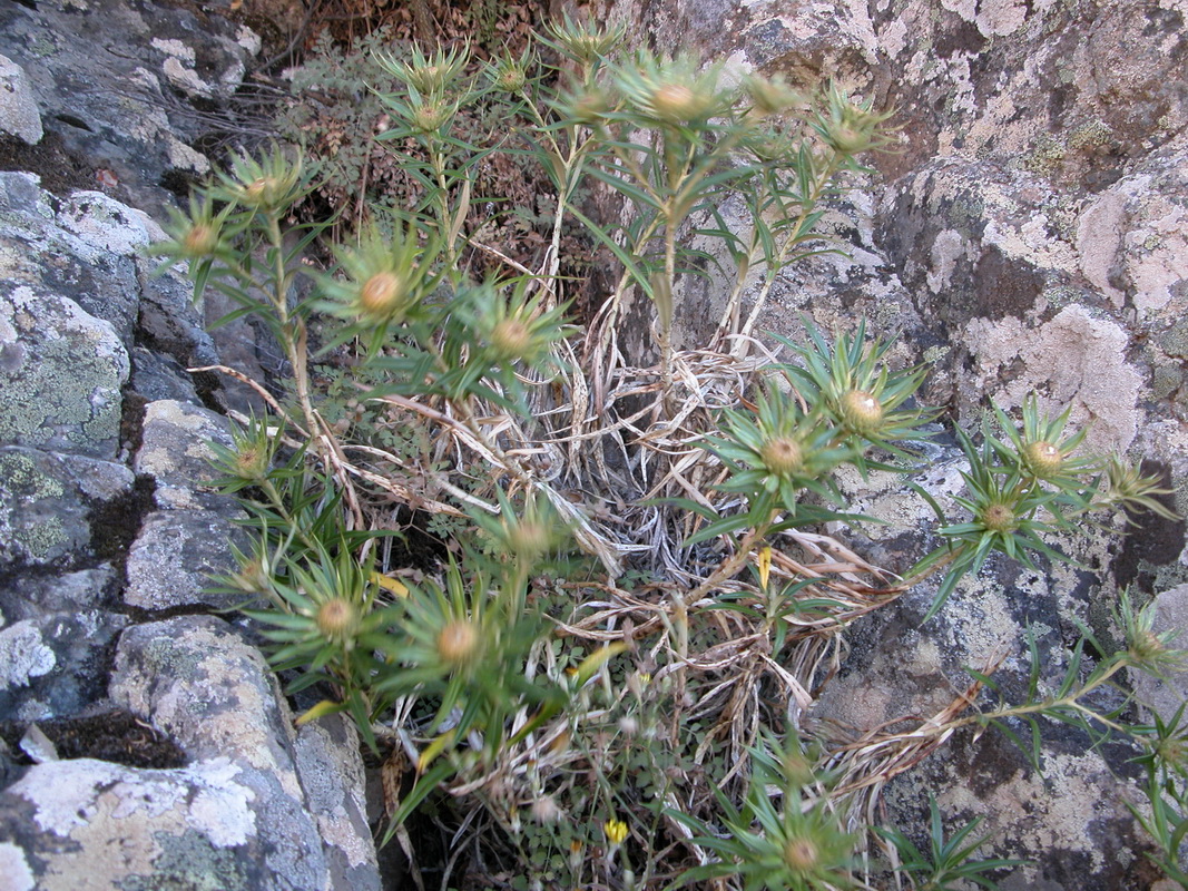 Carlina salicifolia01