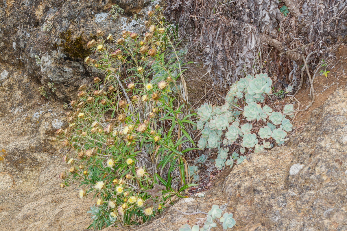  MG 8312 Carlina salicifolia y Aeonium castello paivae bejequillo gomero