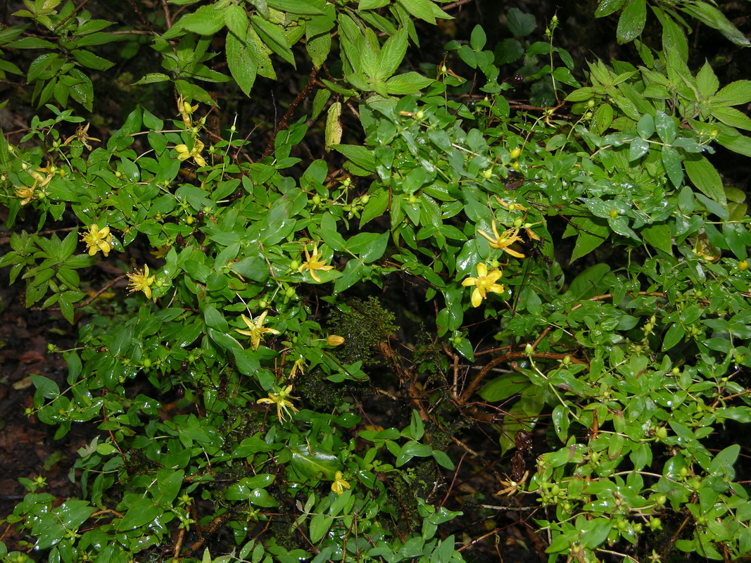 Hypericum grandifolium01