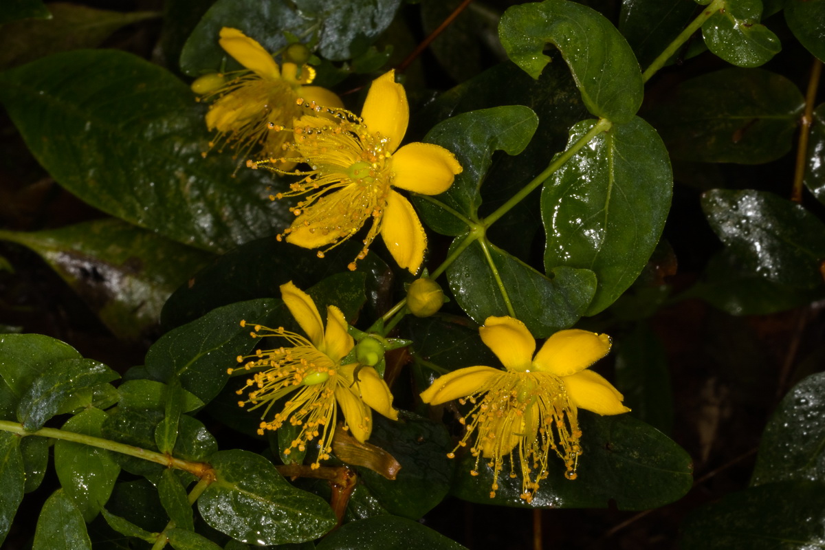 Hypericum grandifolium03