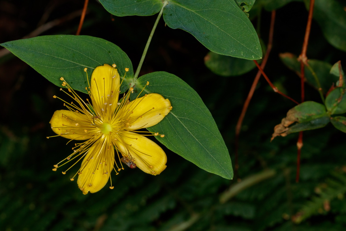 Hypericum grandifolium05