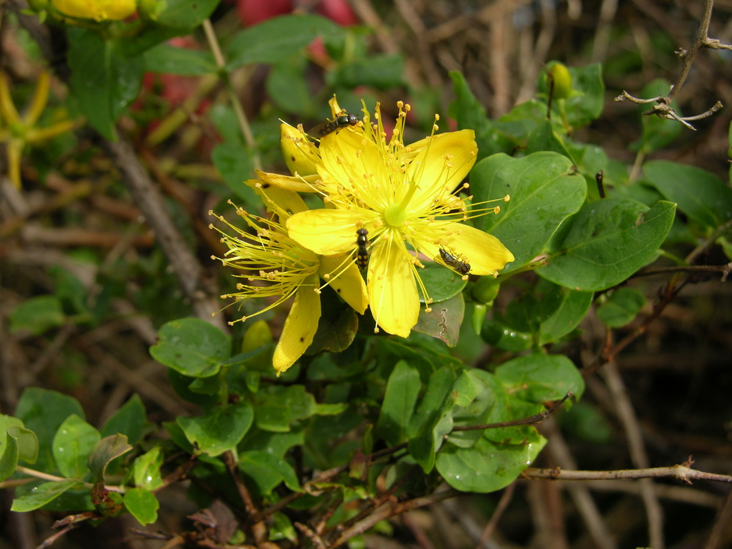 Hypericum grandifolium06