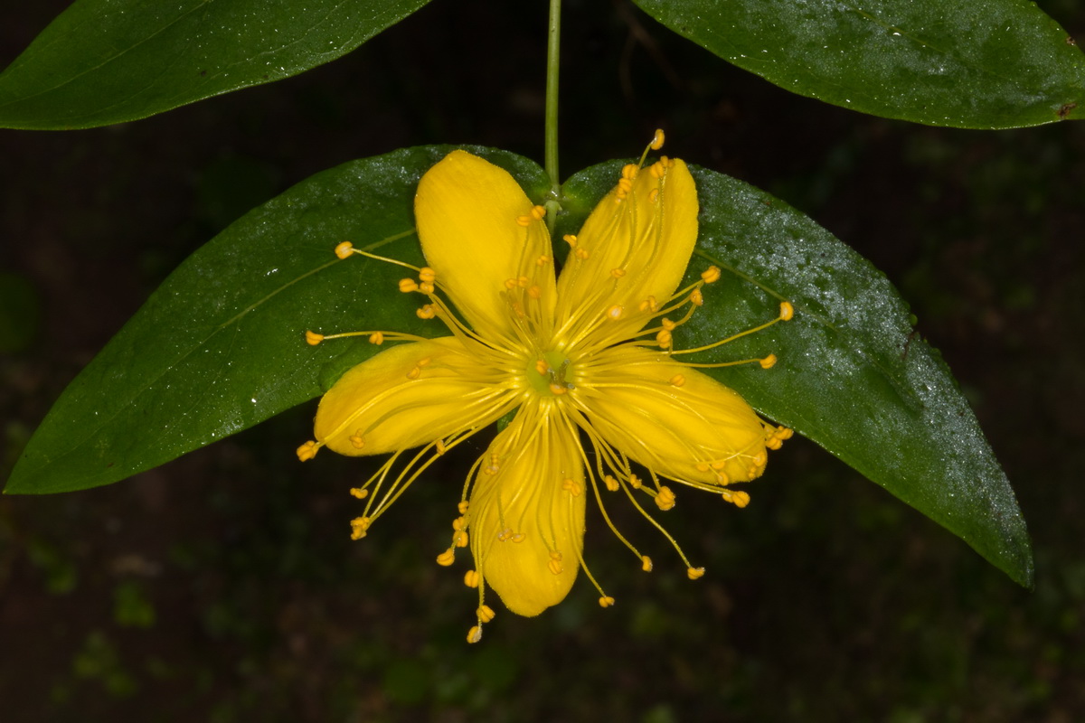 Hypericum grandifolium08
