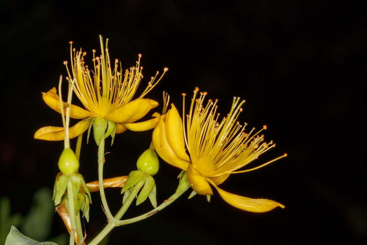 Hypericum grandifolium09