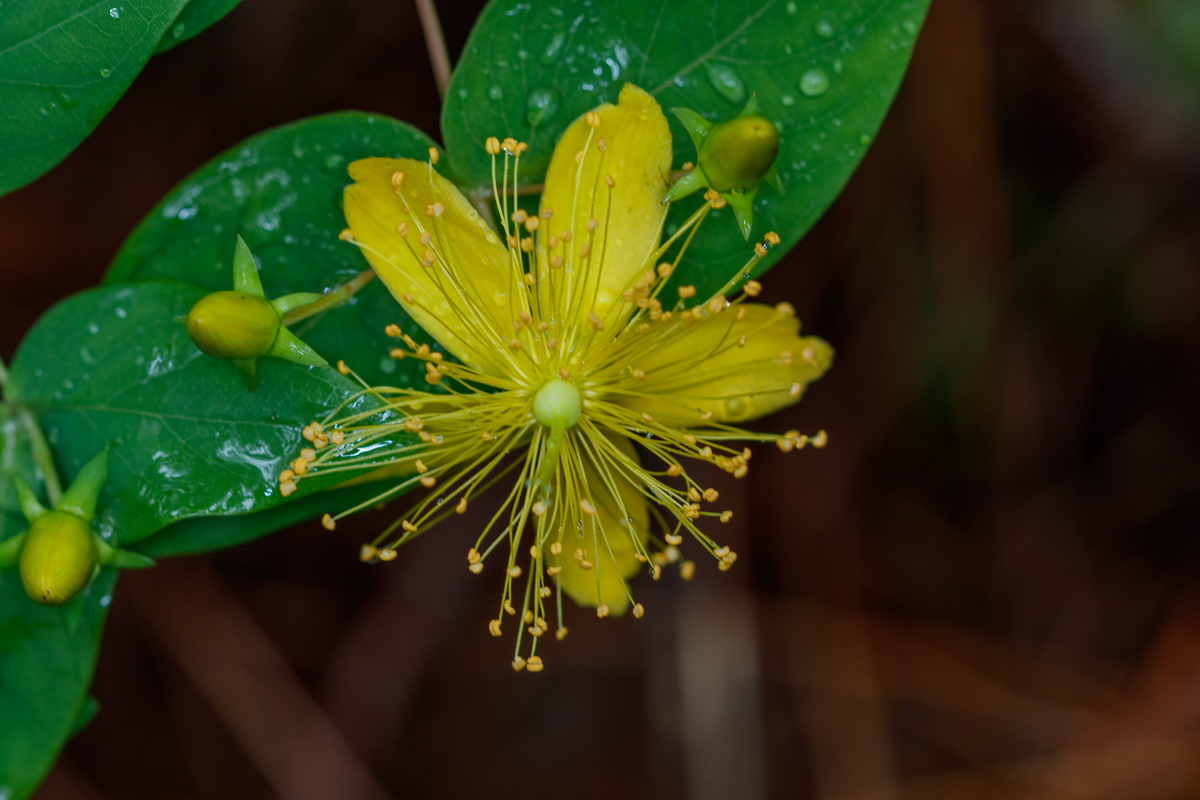 Hypericum grandifolium10