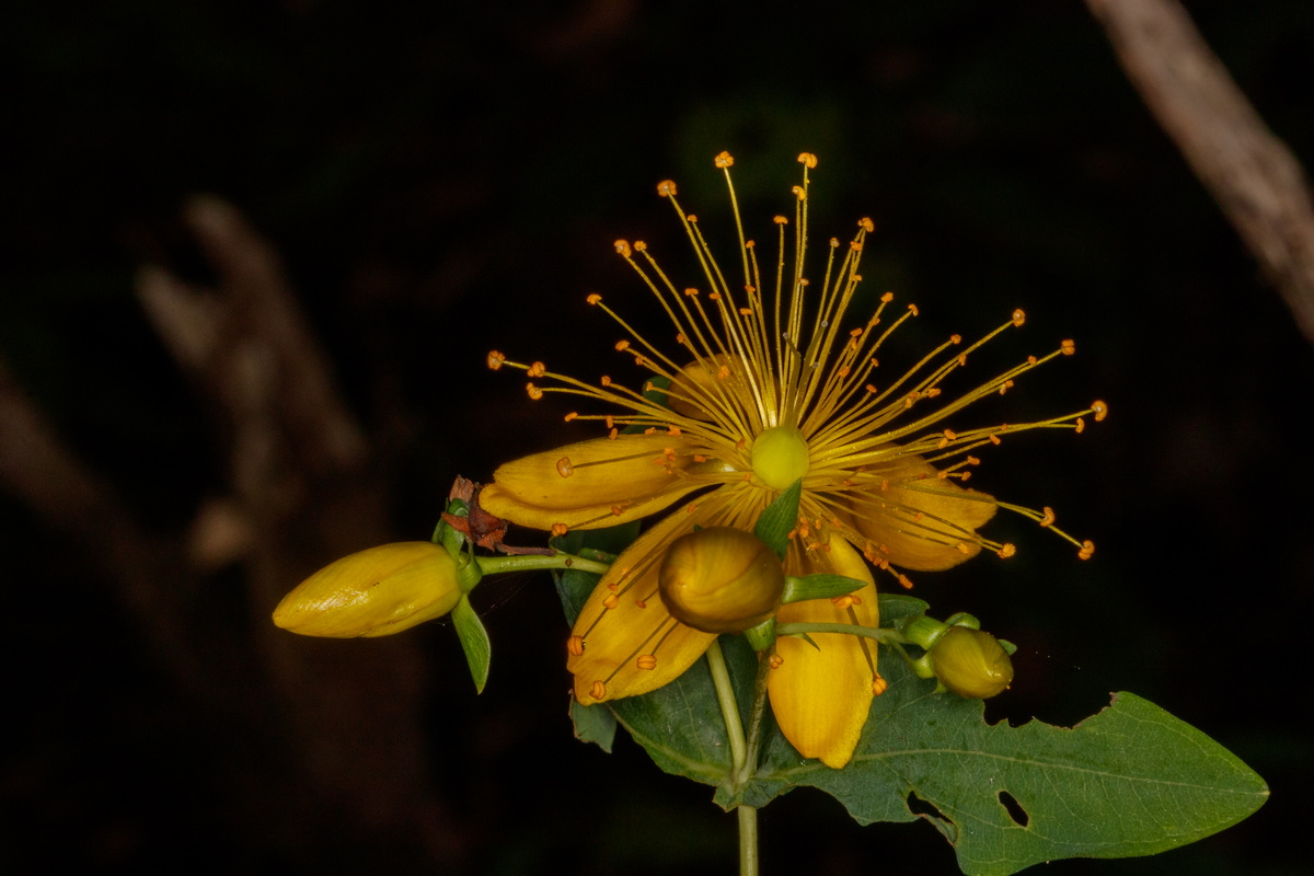  MG 4751 Hypericum grandifolium malfurada