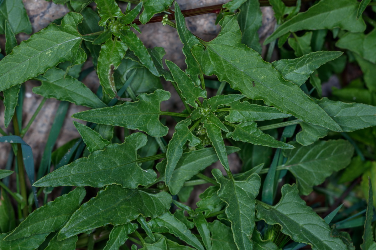  MG 2659 Patellifolia procumbens marmojaya