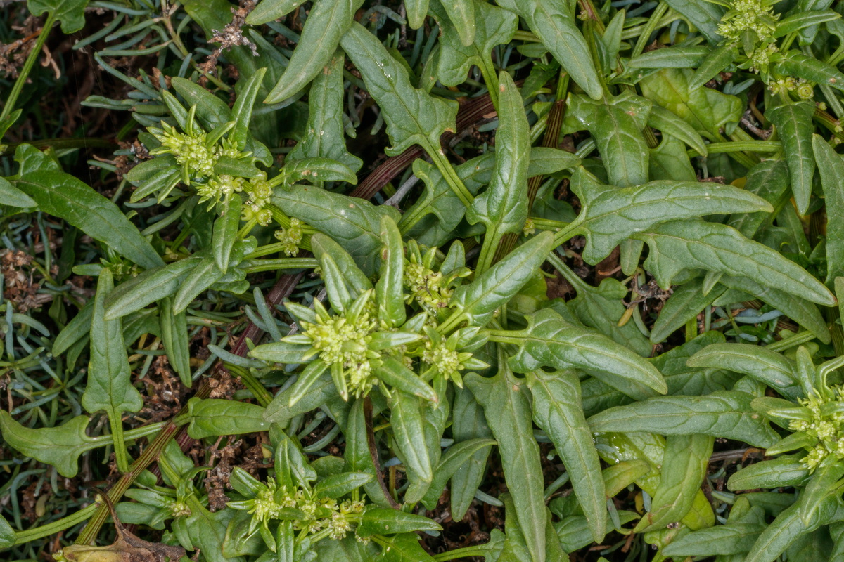  MG 4203 Patellifolia procumbens marmojaya