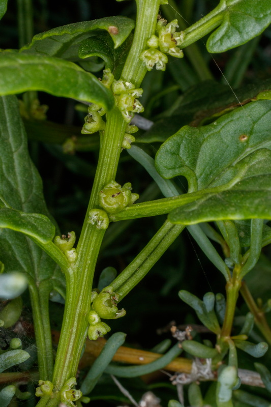  MG 4206 Patellifolia procumbens marmojaya