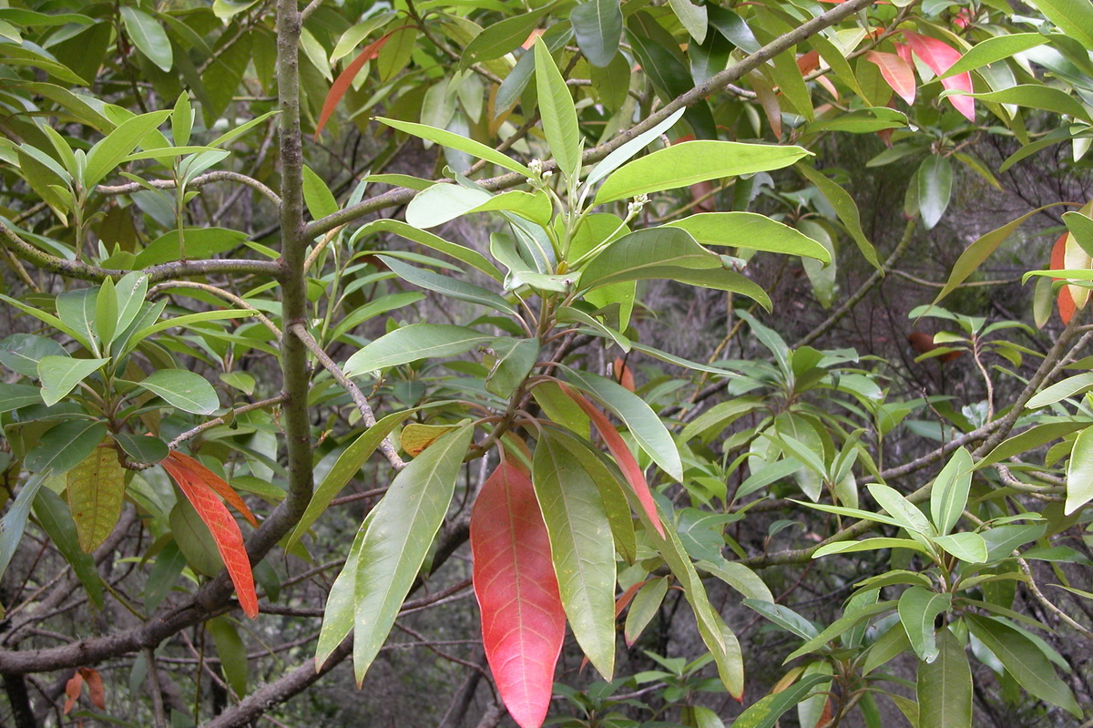 Persea indica04