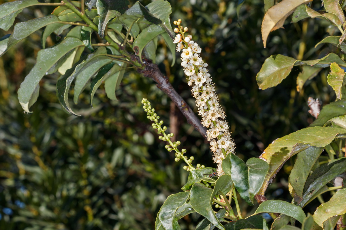 Prunus lusitanica04
