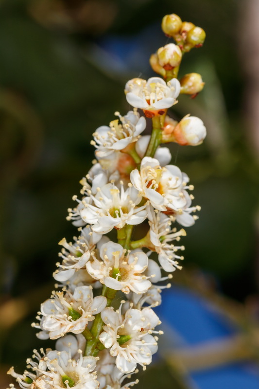 Prunus lusitanica07