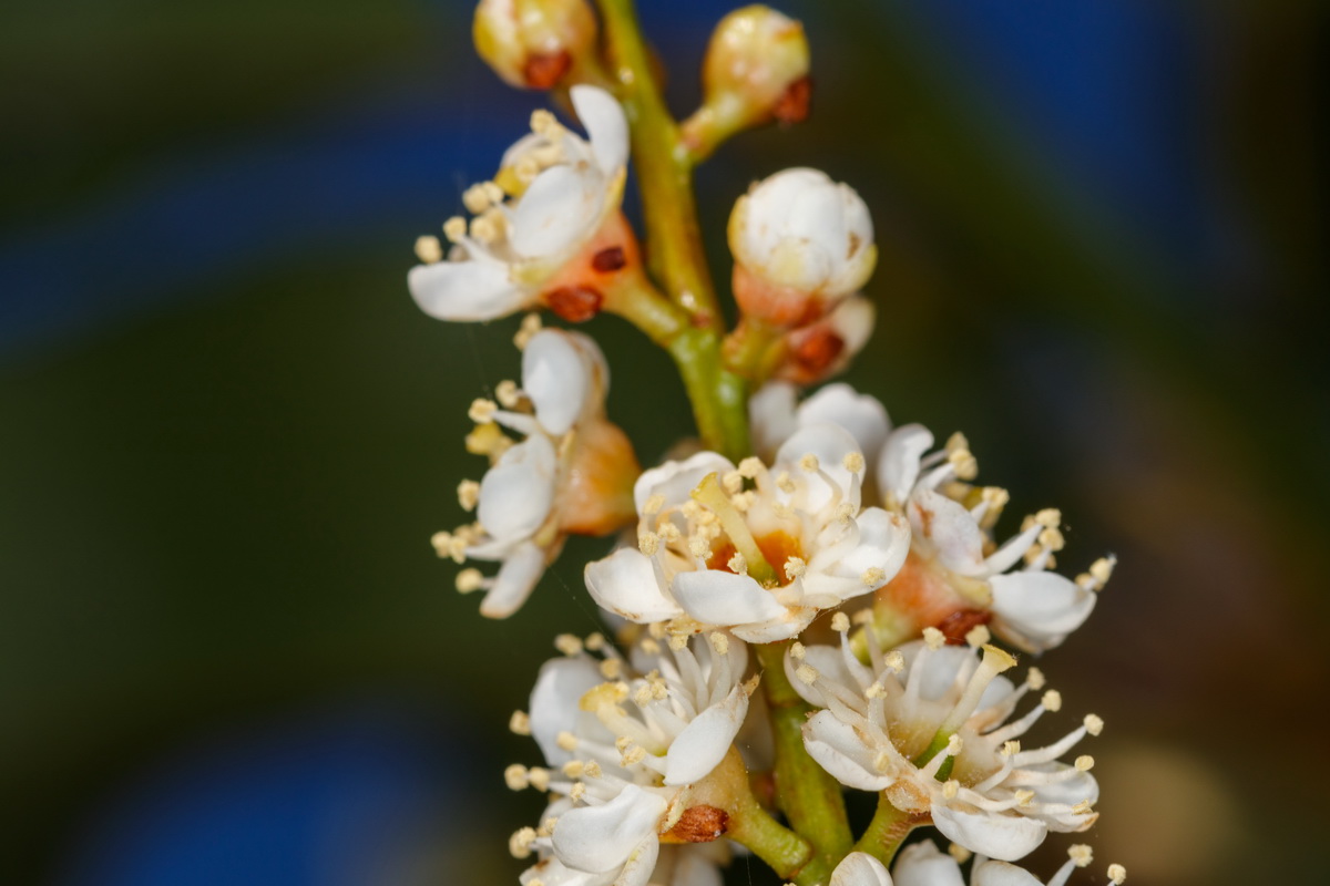 Prunus lusitanica09