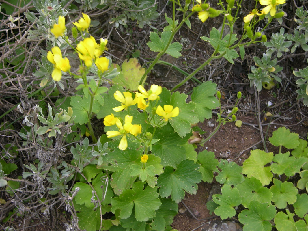 Ranunculus cortusifolius02