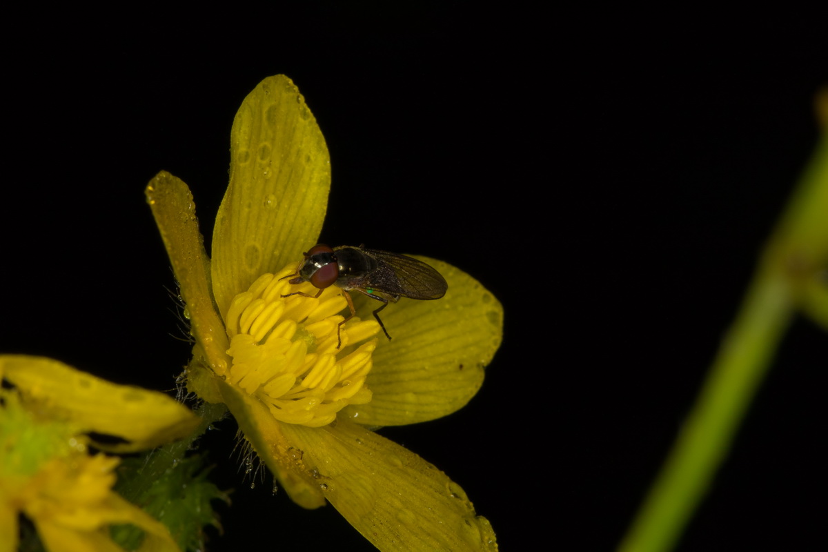 Ranunculus cortusifolius08