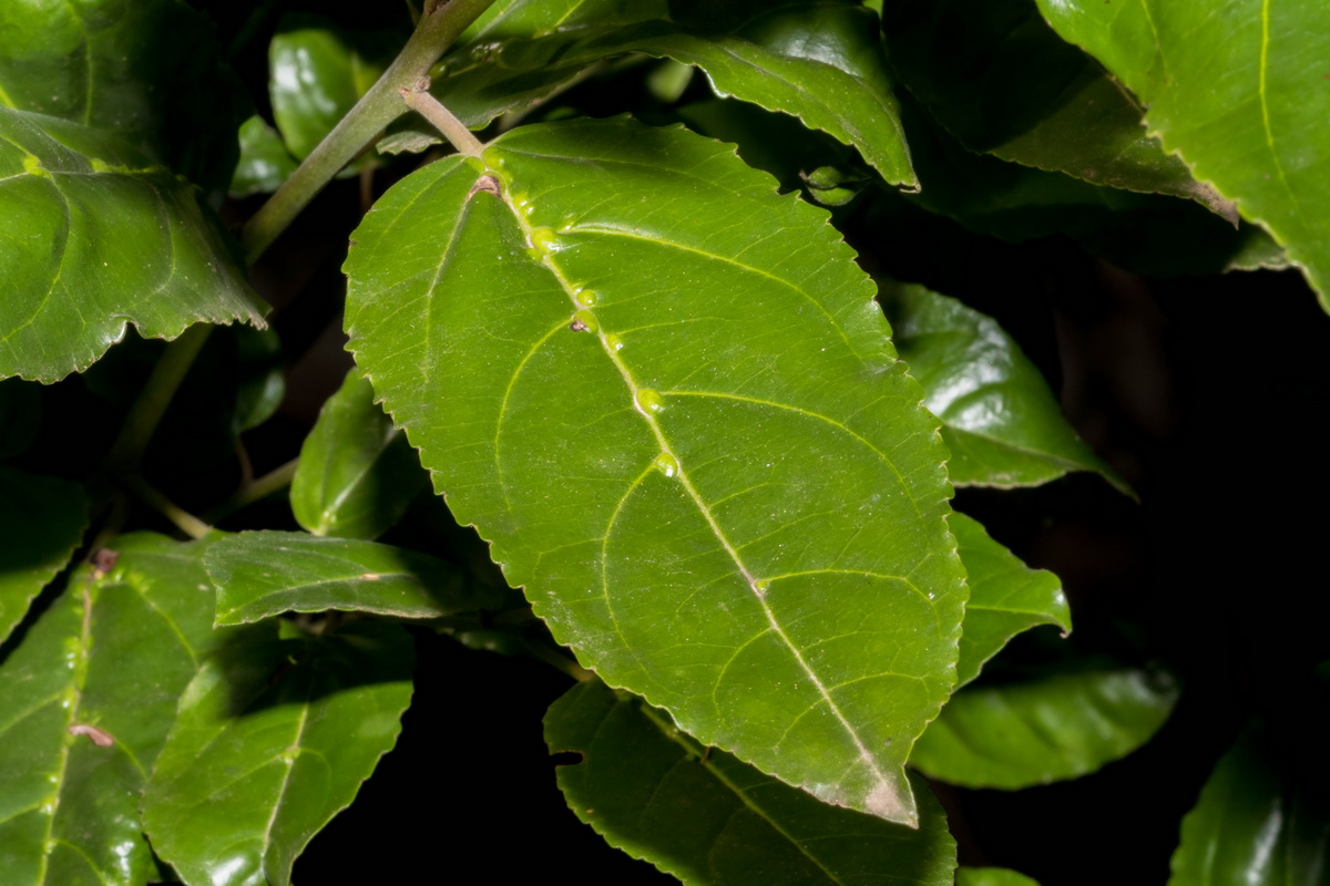 Rhamnus glandulosa10
