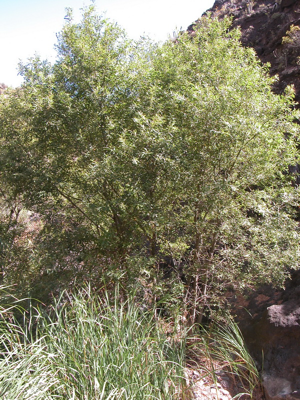 Salix canariensi01s