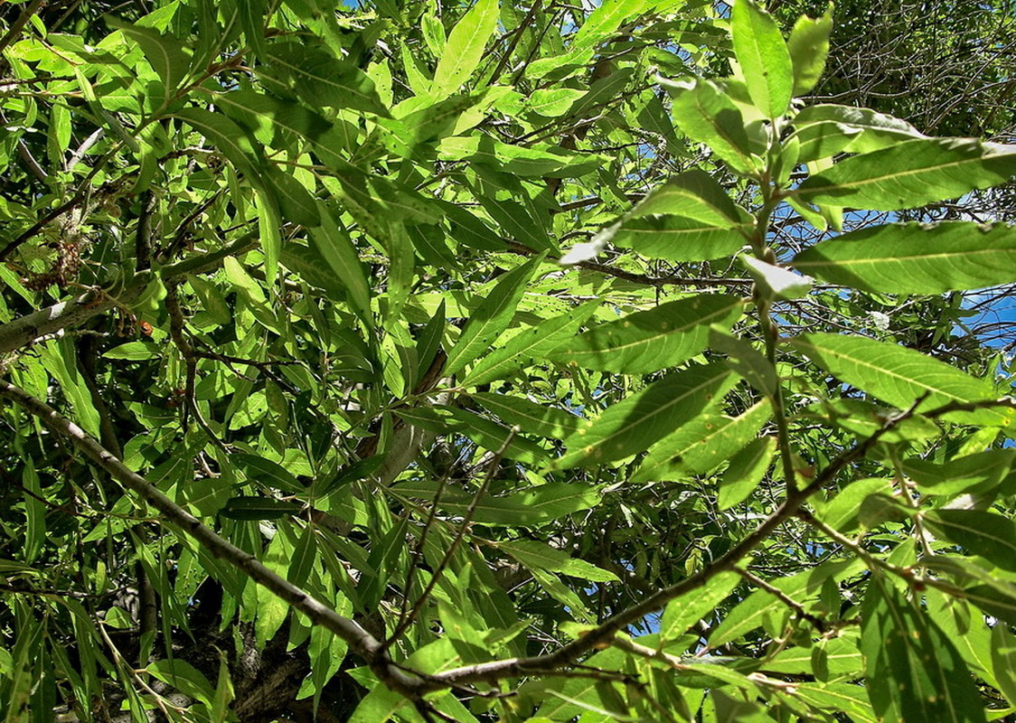 Salix canariensi04