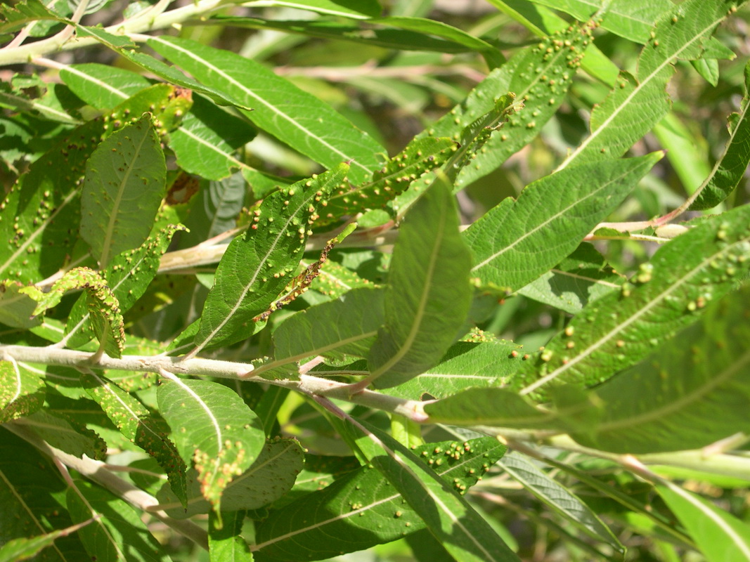 Salix canariensi05
