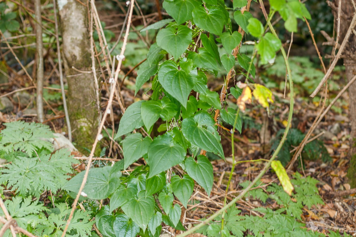  MG 2570 Tamus edulis = Dioscorea communis Norsa