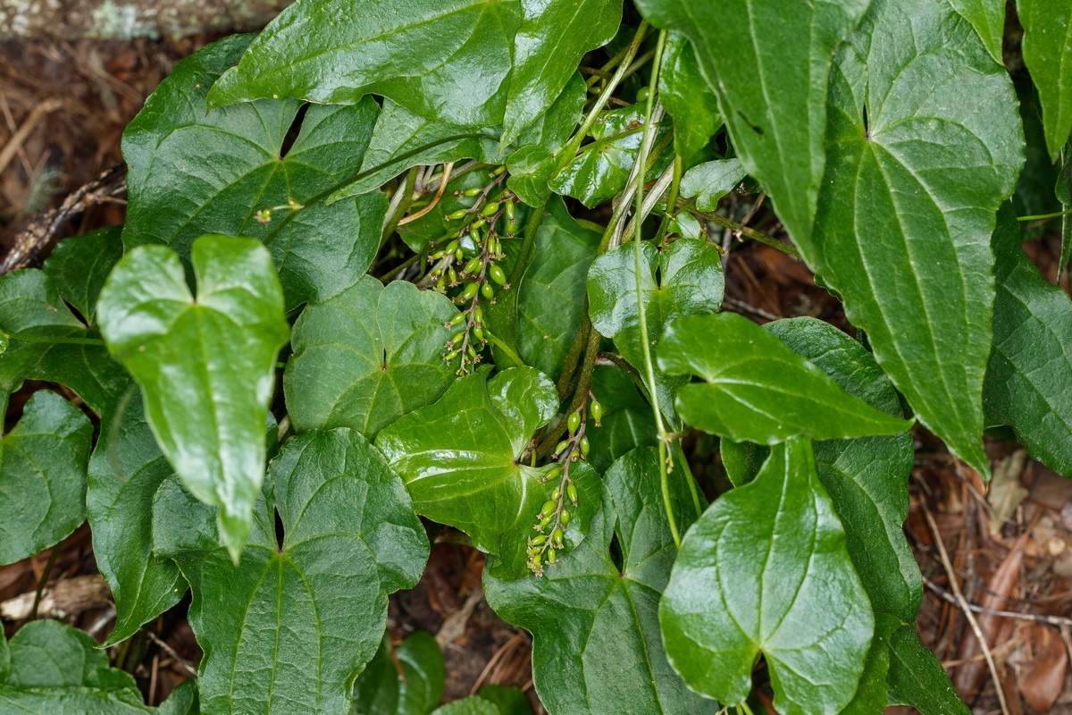  MG 2590 Tamus edulis = Dioscorea communis Norsa