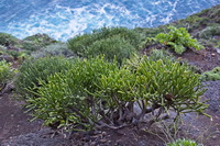 IMG 1266 Euphorbia aphylla Tolda copy