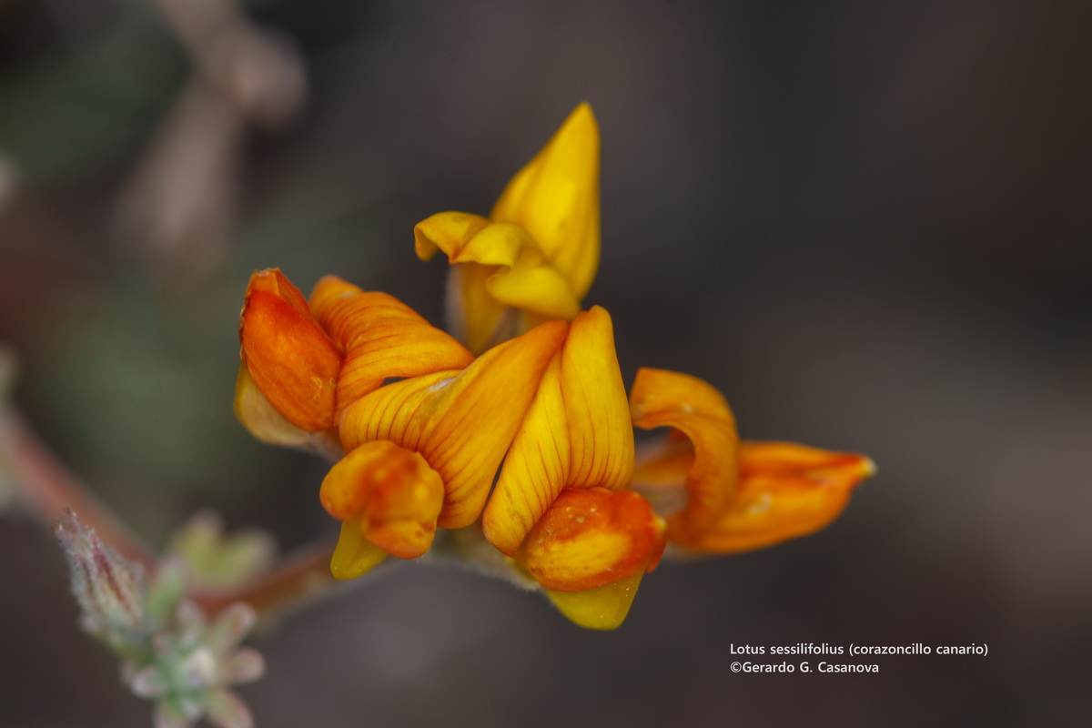 Lotus sessilifolius subsp. sessilifolius10
