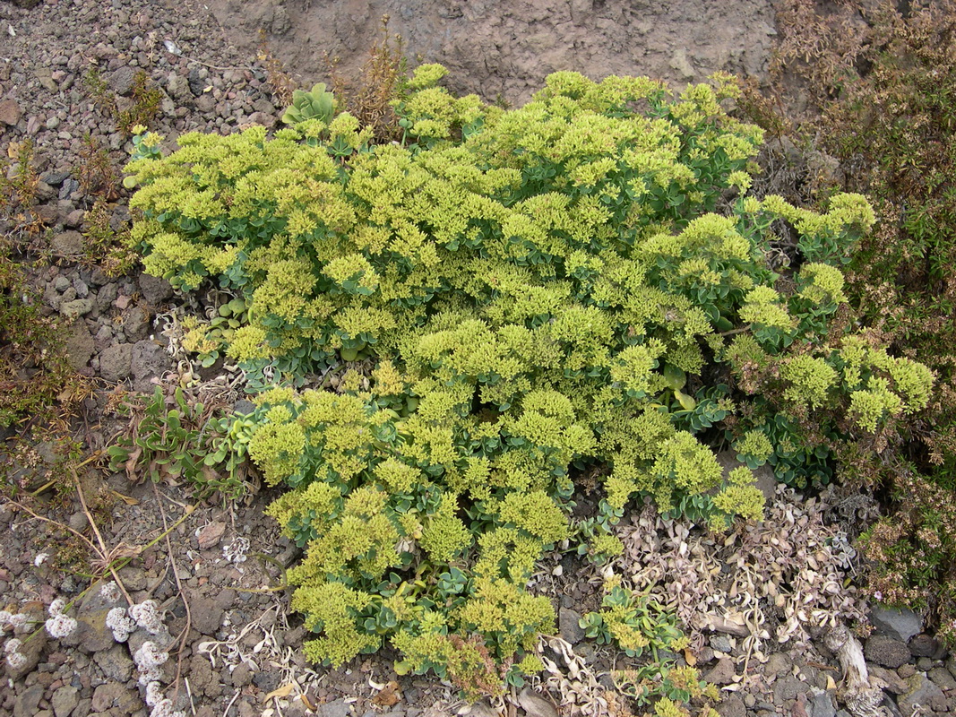 Polycarpaea carnosa04
