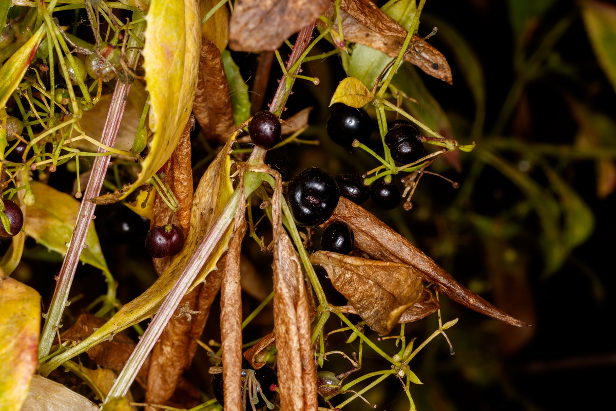  MG 1877 Rubia fruticosa subsp. melanocarpa tasaigo negro