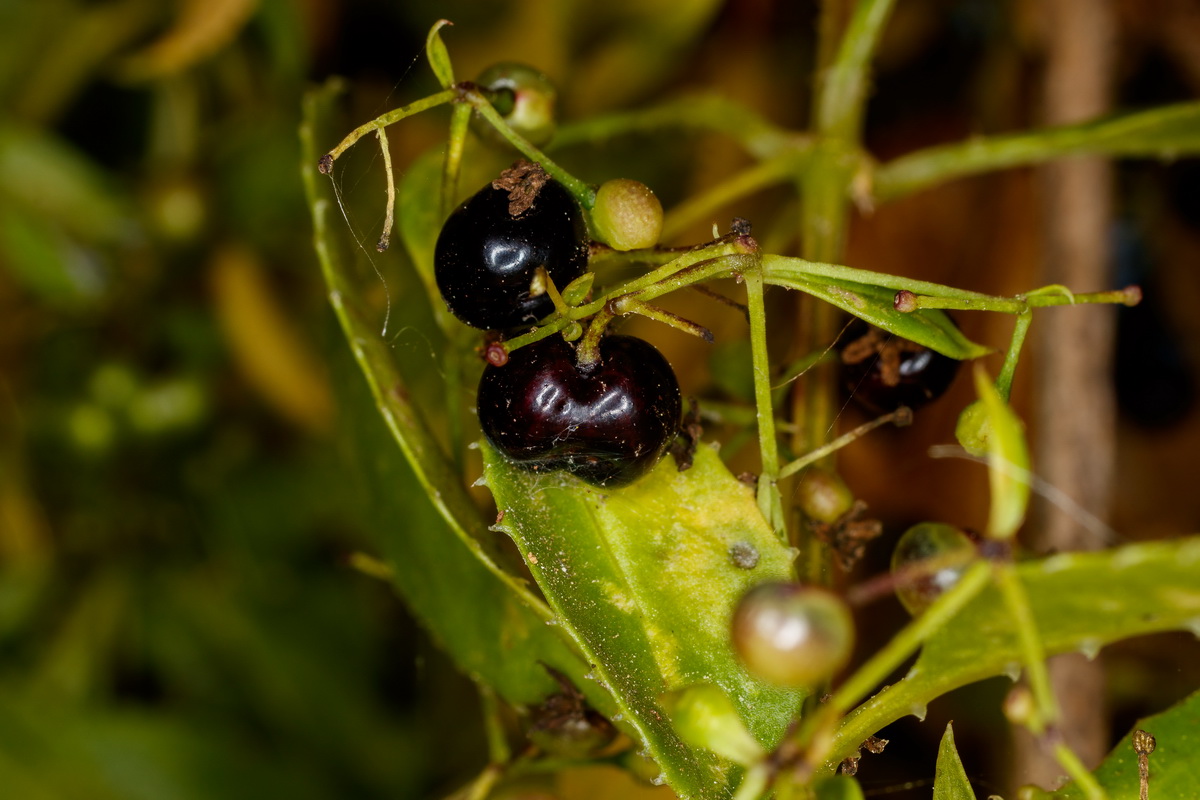  MG 1878 Rubia fruticosa subsp. melanocarpa tasaigo negro