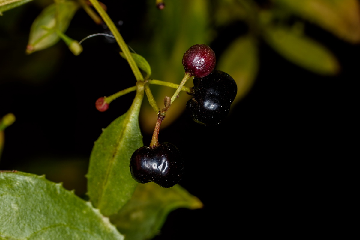  MG 1879 Rubia fruticosa subsp. melanocarpa tasaigo negro