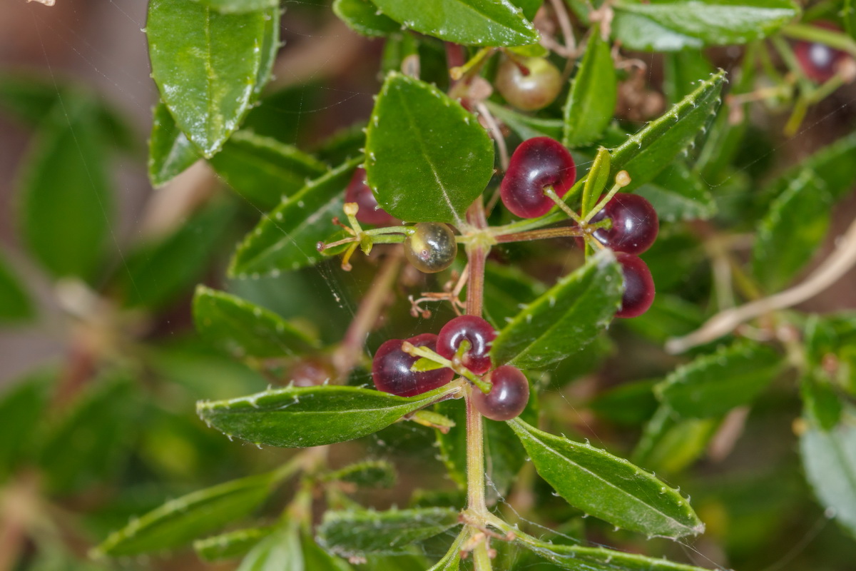  MG 3525 Rubia fruticosa ssp melanocarpa Tasaigo