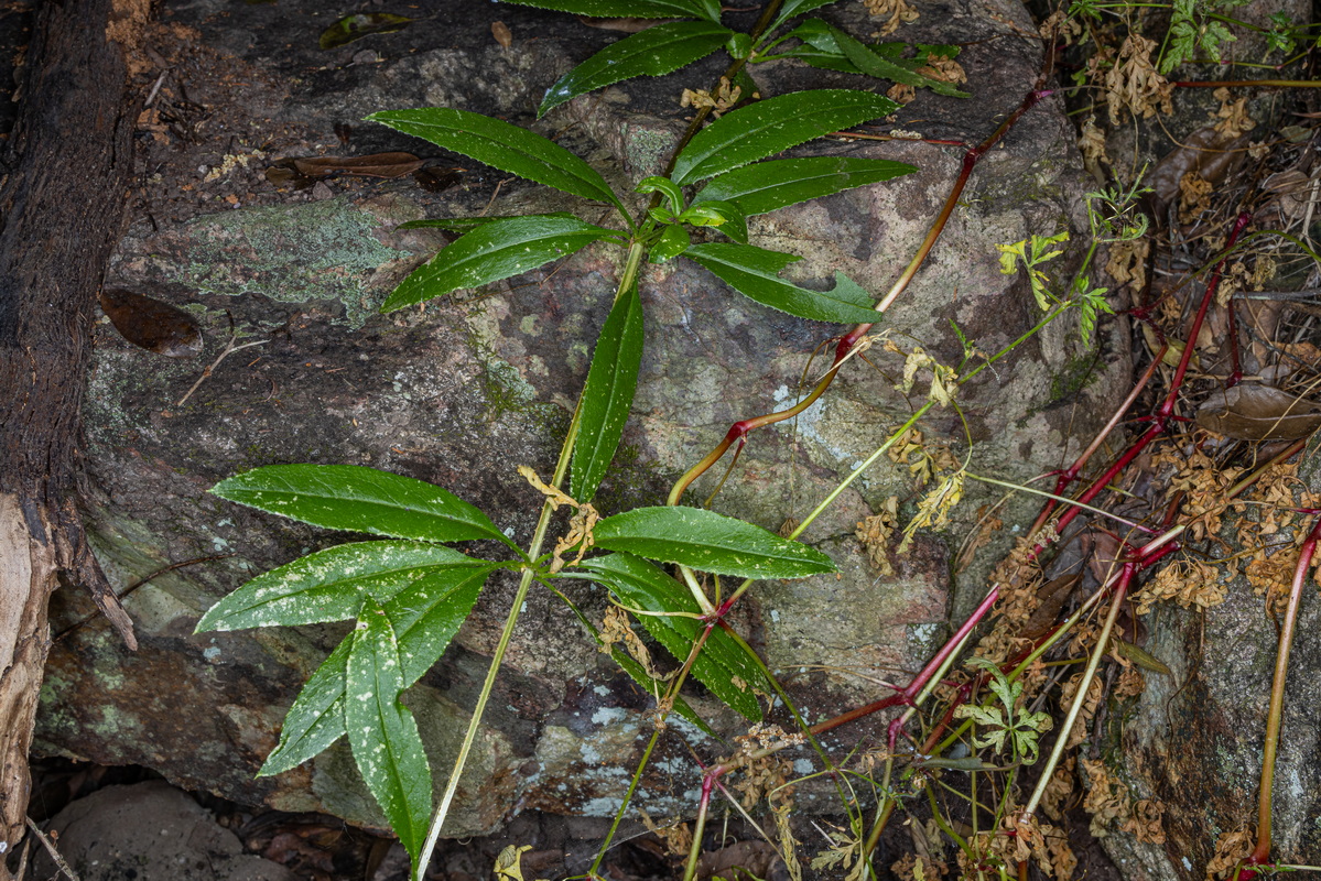 IMG 5538 Rubia fruticosa subsp. cf periclymenum tasaigo trepador