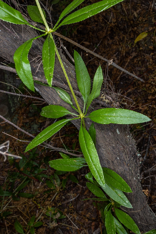 IMG 5539 Rubia fruticosa subsp. cf periclymenum tasaigo trepador