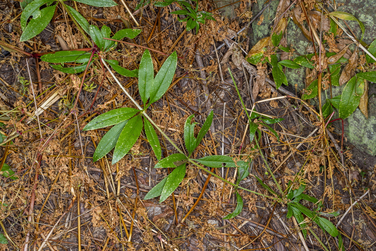 IMG 5540 Rubia fruticosa subsp. cf periclymenum tasaigo trepador