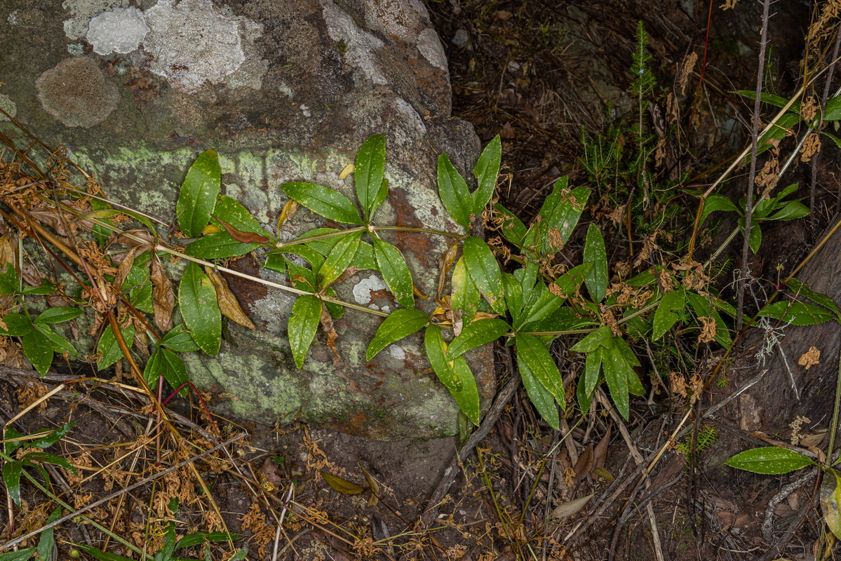 IMG 5542 Rubia fruticosa subsp. cf periclymenum tasaigo trepador