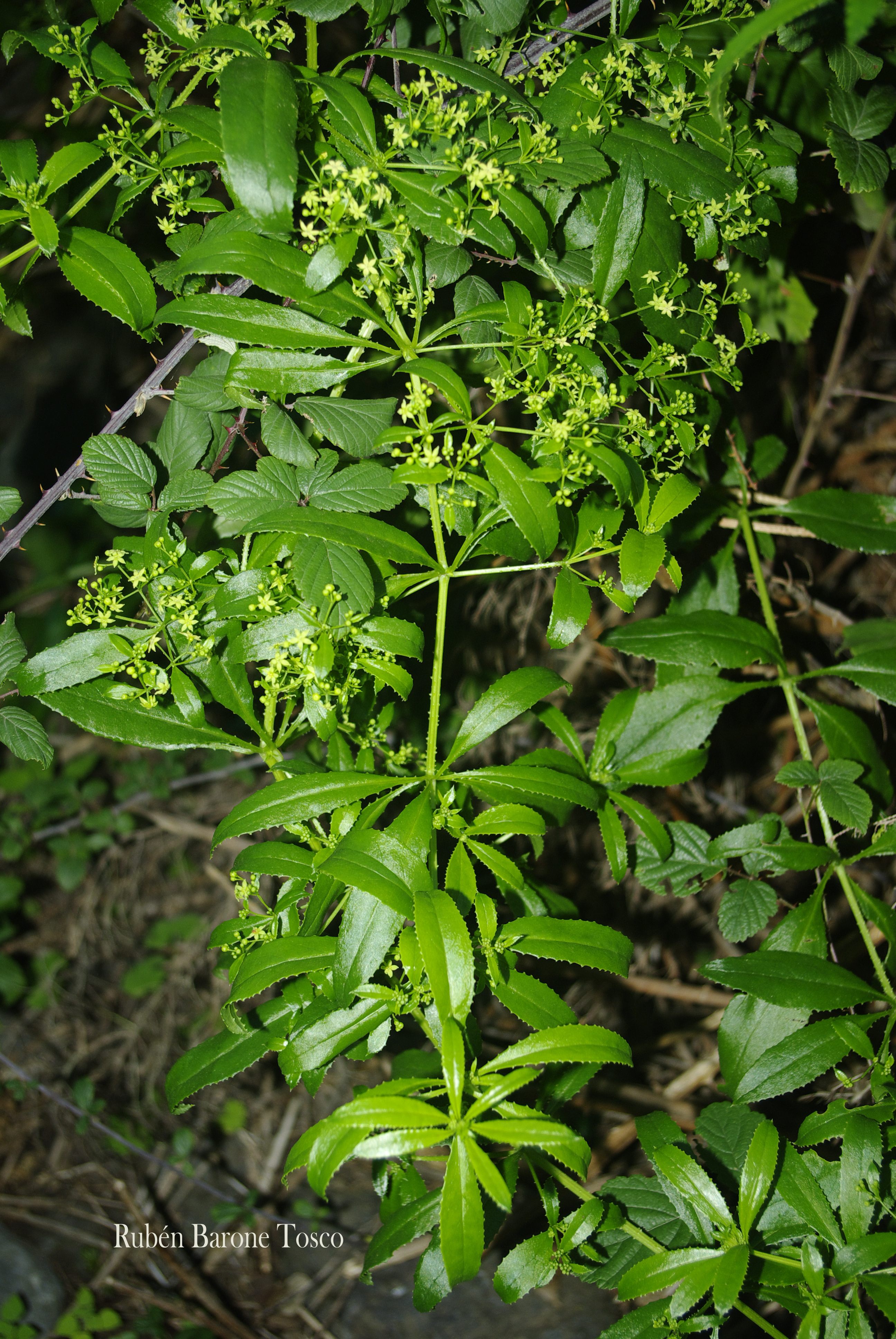 Rubia fruticosa ssp. periclymenum RBT